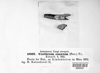 Corticium roseum image